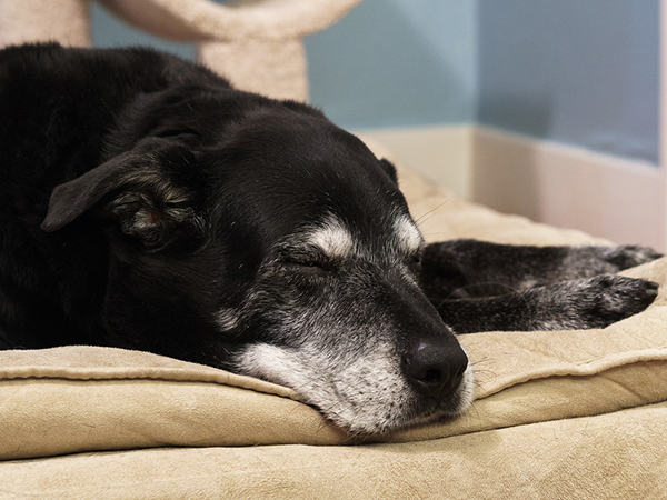 Social Media for Spotting the Early Signs of Dementia in Your Aging Dog