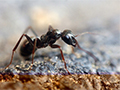 Identifying Different Types of Ants: A Fascinating Look into Nature's Tiny Architects