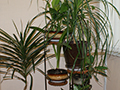 Plants that May Be Inviting Bugs and Rodents Into Your Home