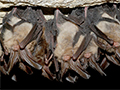 Uninvited Guests in the Attic: Dealing with Bats Safely and Humanely