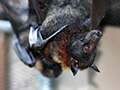 Signs You Might Have Bats in Your Attic and How to Handle Them