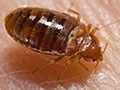 Understanding the Bed Bug Life Cycle: How to Identify, Prevent, and Eliminate Infestations