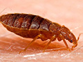 The Hidden Dangers of Bed Bugs: Health Risks, Costs & How to Protect Your Home