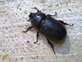 Types of Beetles That Could Be in Your Home