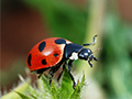 Unsung Heroes: The Best Bugs for Protecting Your Garden