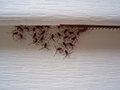 How to Keep Bugs Out of Your Home: Simple, Effective Pest Prevention Tips