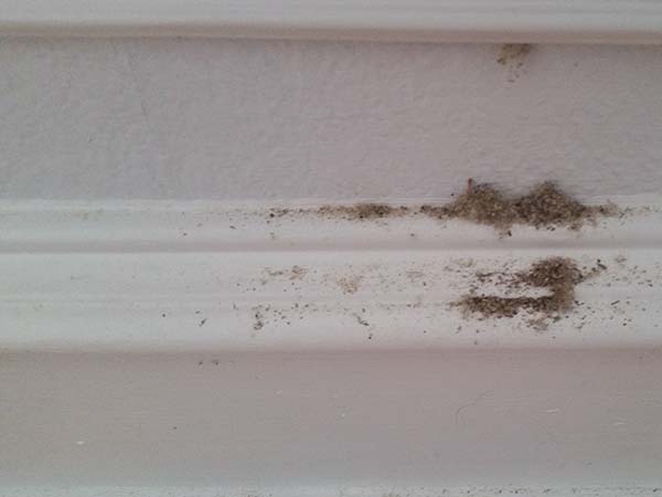 Signs that You Have Carpenter Ants and What to Do