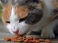 Choosing Between Wet and Dry Food for Your Cat or Dog