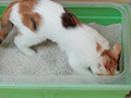 The Best Places to Keep a Litter Box: Creating a Cat-Friendly Environment