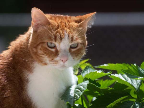 Social Media for Toxic Plants for Cats: Protecting Your Feline Friends