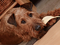 Safe Dog Chews: How to Choose the Best Options for Your Pet’s Health