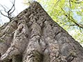 Why Tree Cracks Are a Serious Risk: Hidden Dangers and Prevention Tips