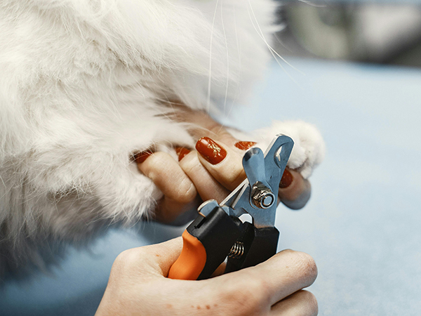 Social Media for Tips for Cutting Your Dog's Nails