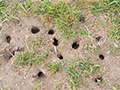 Unraveling the Mystery: Which Animals are Digging Holes in Your Yard