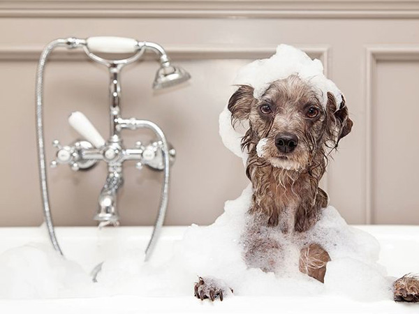 How Often Should You Bathe Your Dog? A Practical Guide for Healthy, Happy Pets