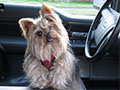 The Best Ways to Remove Dog Smell from a Car