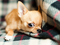 Understanding Dog Hiccups: Causes, Treatments, and When to Be Concerned