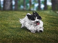 Unleash the Freedom: Effective Ways to Train Your Dog Off Leash