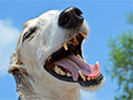 How Dental Health Impacts Your Dog’s Overall Well-Being