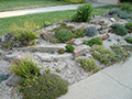 Drought-Tolerant Landscaping: Smart, Sustainable Solutions for Water-Wise Outdoor Spaces