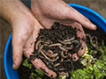 Embracing Earthworms: A Guide to Their Wonders and How to Invite Them into Your Garden