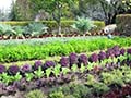 Tips to Help You Start an Edible Garden