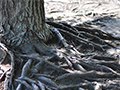 What to Do About Exposed Tree Roots