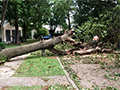 What to Do If Your Neighbor's Tree Damages Your Property