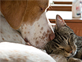 What to Know Before Fostering a Dog or Cat: A Heartwarming Journey of Love and Responsibility