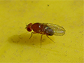 Say Goodbye to Pesky Fruit Flies: 7 Effective Ways to Get Them Out of Your House