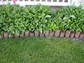 10 Garden Edging Ideas to Elevate Your Landscape Design