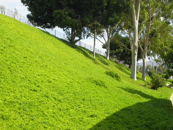 The Best Way to Cut Grass on a Hill