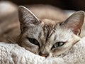 Recognizing Heat Exhaustion in Pets: Signs, Prevention, and Summer Safety Tips