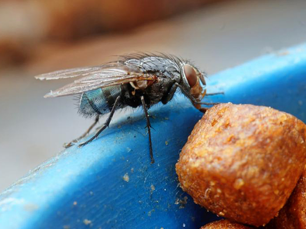 Social Media for Keep Those Pesky Flies at Bay: Tips to Repel Flies from Your Home