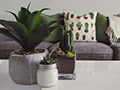 Indoor Plants and Pest Problems: How to Protect Your Home and Houseplants