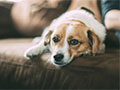 Nourishing Your Furry Friend: Foods that Support Your Pet's Kidney Health