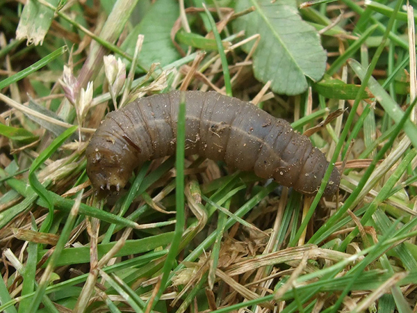 Unwanted Guests: Identifying Common Lawn Pests