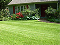 Creating a Lush Lawn: A Guide to Different Types of Grass and Managing Garden Weeds