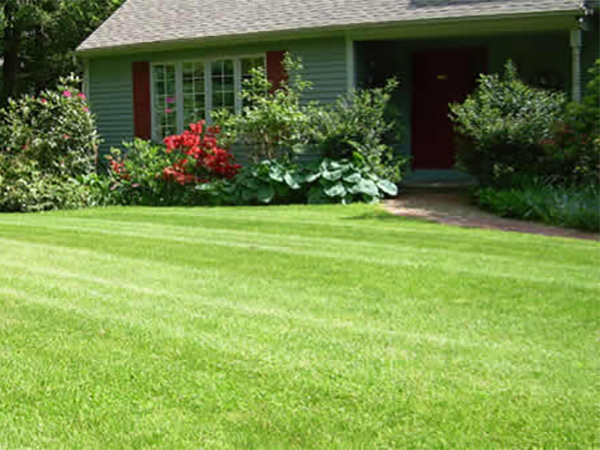 Creating a Lush Lawn: A Guide to Different Types of Grass and Managing Garden Weeds