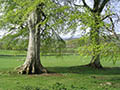 How to Successfully Transplant a Mature Tree: Expert Tips for Healthy Growth
