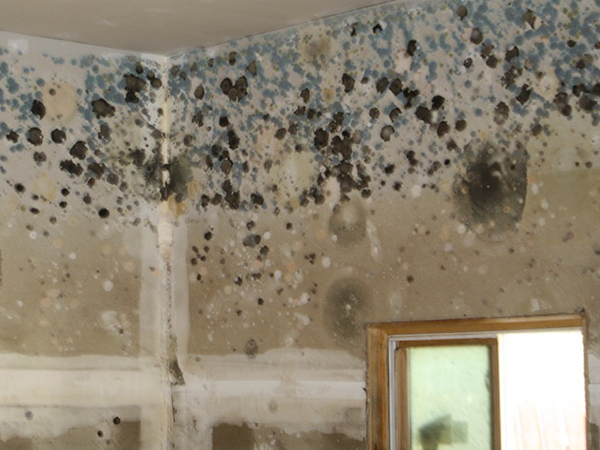 Mold and Homeowner's Insurance: What to Know