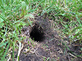 Unearthing the Solution: Tips for Identifying and Repairing Mole Holes