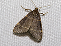 Do Mothballs Really Repel Household Pests?