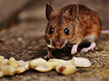 8 Effective Ways to Prevent Mice Infestations