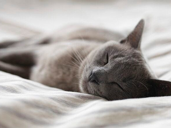 Pet Pancreatitis: Symptoms, Causes, and Prevention Every Pet Owner Should Know