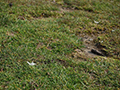 A Green Guide: Troubleshooting Common Lawn Problems