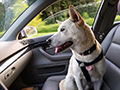 Tips for Removing Pet Hair from Your Car