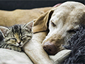 Basic First Aid for Pets: Essential Tips Every Pet Owner Should Know