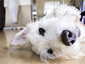 House Cleaning Tips for Pet Owners: A Paw-sitively Fresh Home!