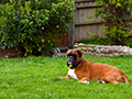 Designing a Pet-Friendly Landscape: Creating Outdoor Spaces Everyone Can Enjoy